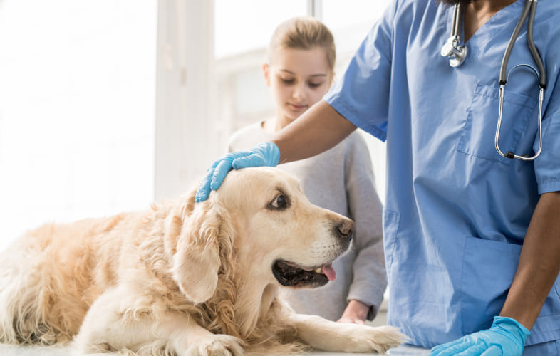 6745Canine Cushing’s Disease
