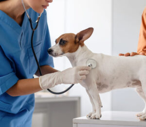 canine-infectious-respiratory-disease-community-acquired-pneumonia-in-dogs