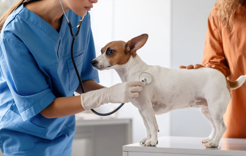 7212Canine Infectious Respiratory Disease/ Community Acquired Pneumonia in Dogs