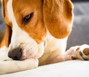 canine-sebaceous-adenitis