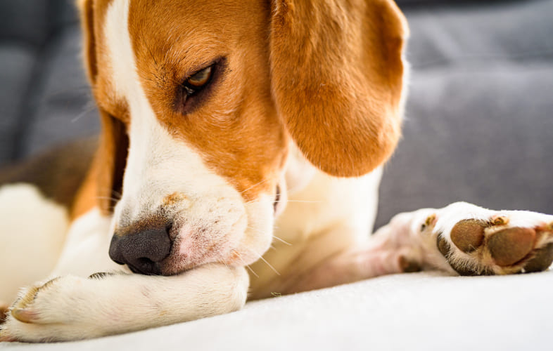 7016Canine Sebaceous Adenitis