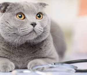 chronic-gastrointestinal-disease-in-cats