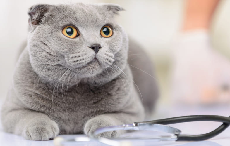 7380Chronic Gastrointestinal Disease in Cats