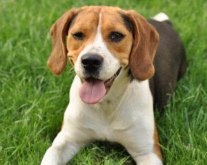 Cobalamin Deficiency - MSPCA-Angell Cobalamin Deficiency - MSPCA-Angell