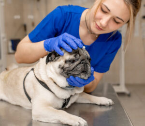color-atlas-of-canine-and-feline-liver-cytology
