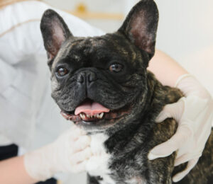 color-atlas-of-canine-lymph-node-cytology