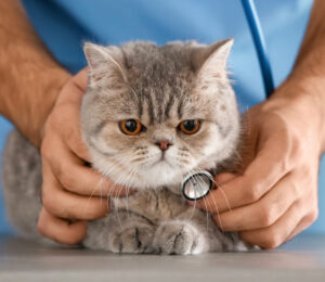 color-cytology-atlas-of-common-feline-skin-tumors
