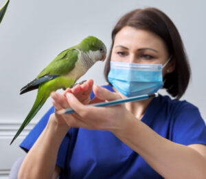 diagnosing-and-treating-heavy-metal-toxicosis-in-birds
