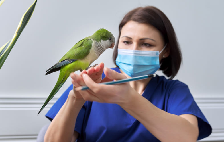 9138Suggestions for Housing Birds