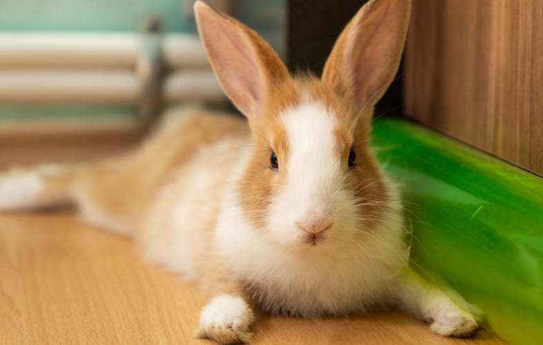 7026Differentiating Gastrointestinal Stasis from Gastrointestinal Obstruction in Domestic Rabbits (Oryctolagus cuniculus)