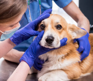 eyelid-margin-masses-in-dogs-to-cut-or-not-to-cut