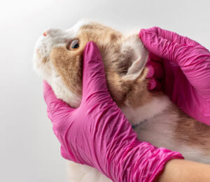 feline-anaplasmosis