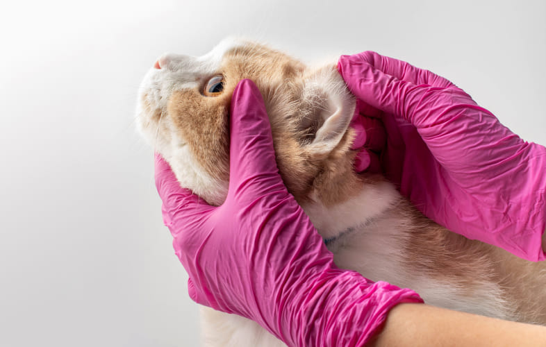 7349Feline Anaplasmosis