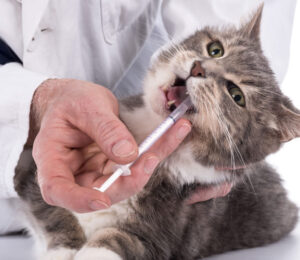 feline-apocrine-cysts-cystomatosis-12-cases-2011-2013