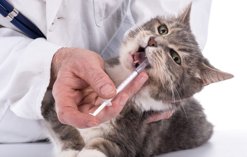 6761Feline Apocrine Cysts (Cystomatosis) (12 cases) 2011-2013