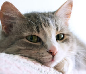 feline-eosinophilic-keratitis
