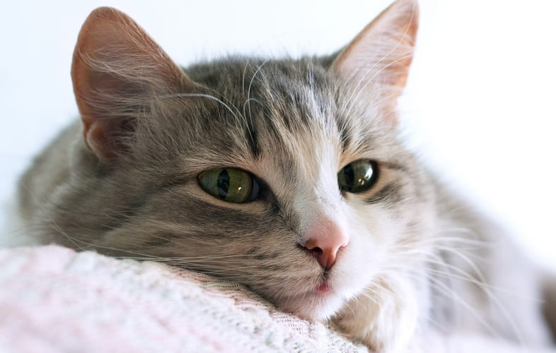 6880Feline Eosinophilic Keratitis