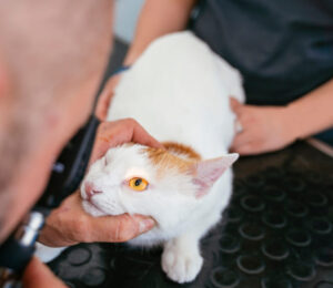 feline-eyelid-agenesis