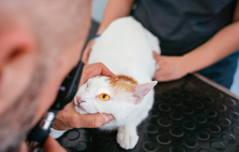 7519Feline Eyelid Agenesis
