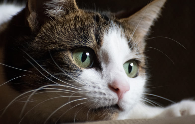 7044Feline Herpesvirus: Therapeutic Review