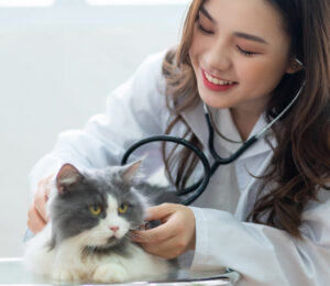 feline-hyperaldosteronism-and-hypokalemia