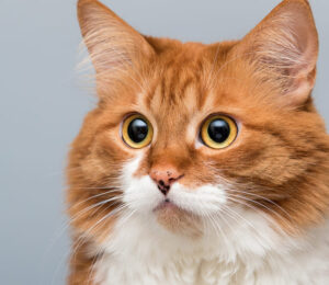 feline-iris-hyperpigmentation