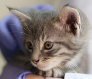 feline-orthopedic-disease