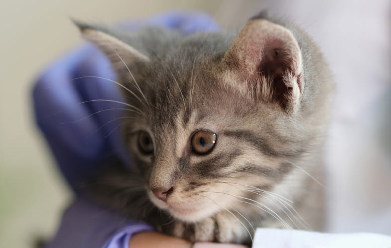 7477Feline Orthopedic Disease