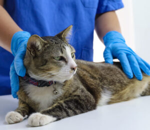feline-pemphigus-a-review