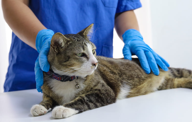7447Feline Pemphigus – A Review
