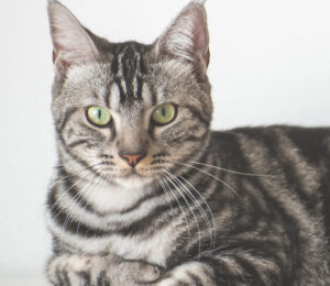 feline-stomatitis