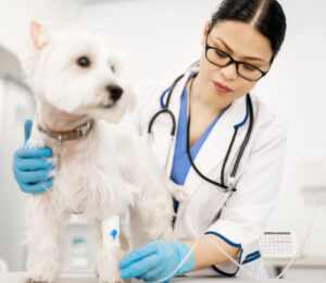 first-time-seizure-in-the-geriatric-pet