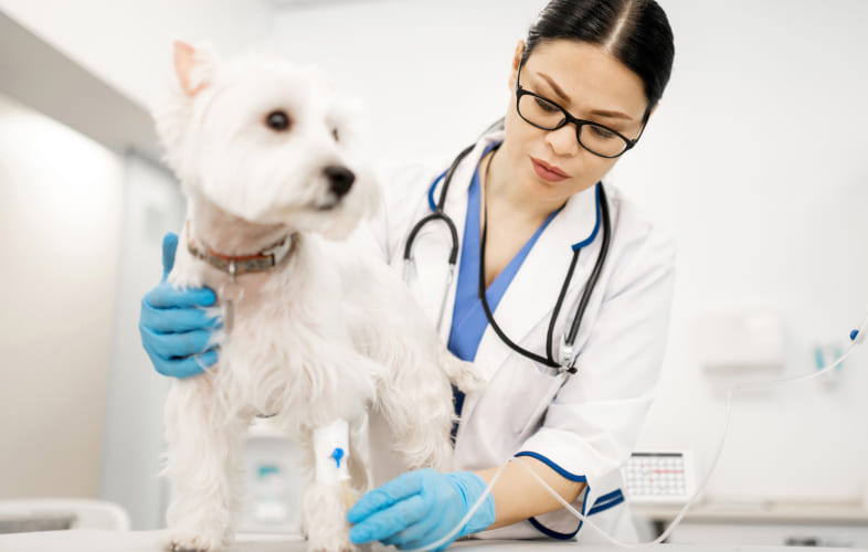 7401First Time Seizure in the Geriatric Pet
