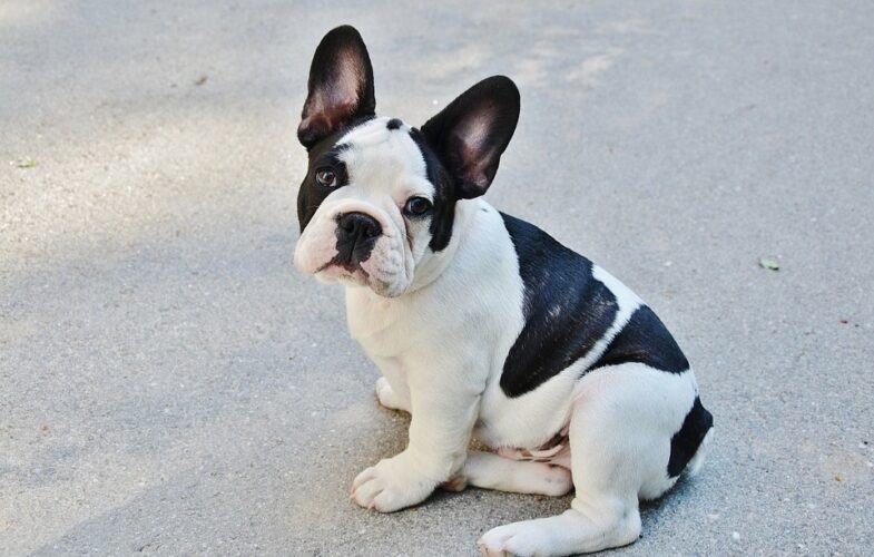 7334Caring for Brachycephalic Dogs