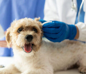 honey-and-sugar-in-open-wound-management