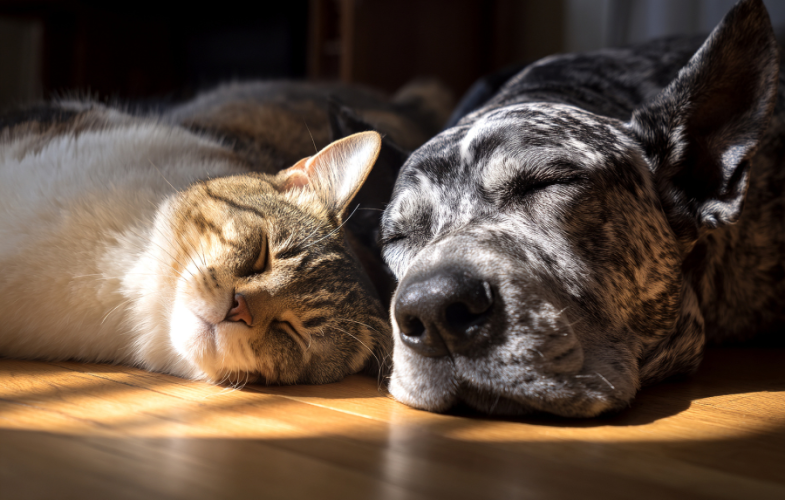 7598Action for Pet-Inclusive Housing: Keep Families Together