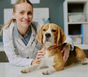 how-to-make-a-supportive-dog-sling