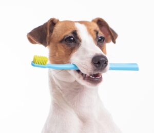 how-to-tell-if-your-dog-has-dental-disease
