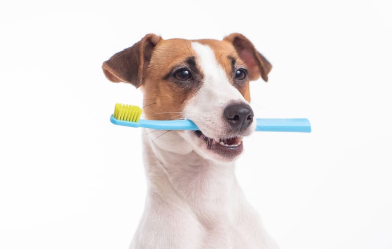 7253How to Tell If Your Dog Has Dental Disease