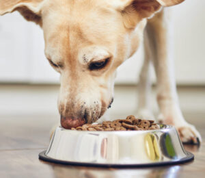human-foods-to-avoid-feeding-to-your-dog