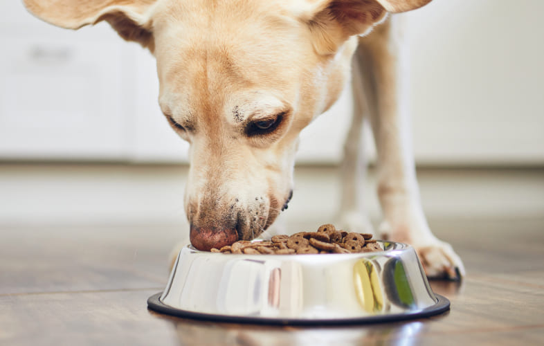 6675Human Foods to Avoid Feeding to Your Dog