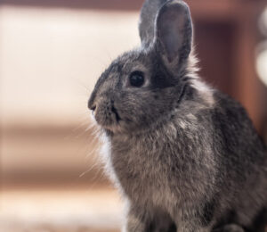 identification-and-management-of-liver-lobe-torsion-in-domestic-rabbits