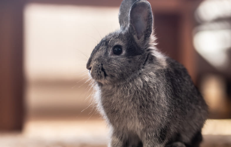 7298Identification and Management of Liver Lobe Torsion in Domestic Rabbits