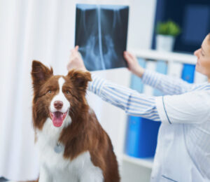 identifying-mechanical-obstruction-on-radiographs