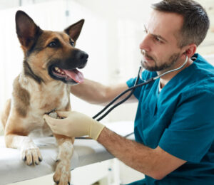 idiopathic-chylothorax-in-the-dog
