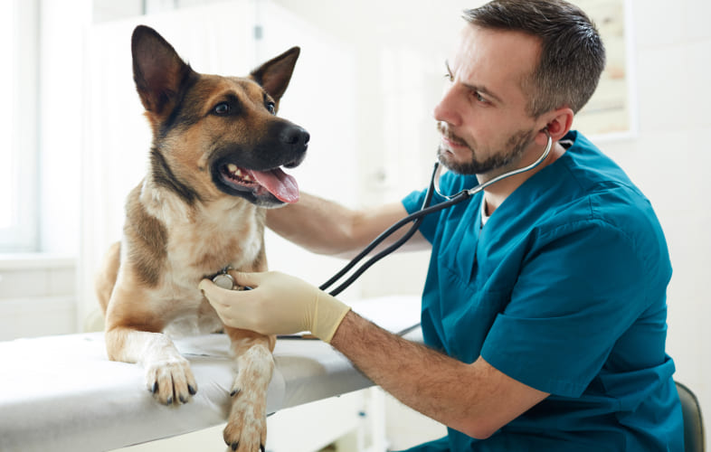 7303Idiopathic Chylothorax in the Dog