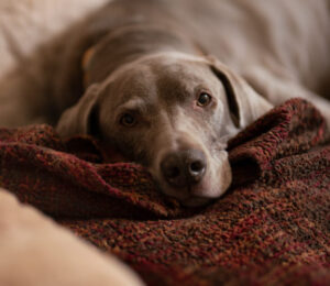 immune-mediated-hemolytic-anemia-imha-in-dogs