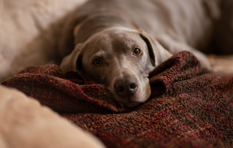 6679Immune-Mediated Hemolytic Anemia (IMHA) in Dogs