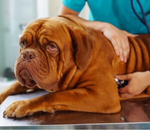 immune-mediated-thrombocytopenia-itp-in-dogs