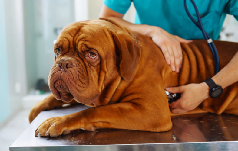 6626Immune-Mediated Thrombocytopenia (ITP) in Dogs